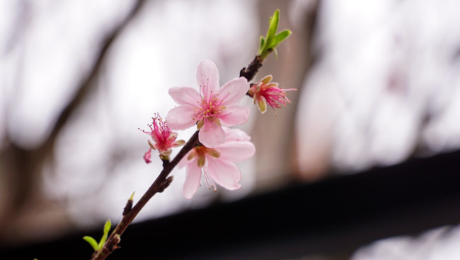 Trước Tết 2 tuần: Đào rừng đổ bộ phố Thủ đô, thét giá chục triệu